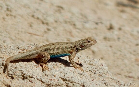 Small lizard in Utah desert