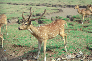 Female and male deer are in captivity