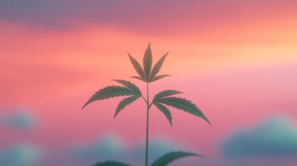 Silhouette of a marijuana plant against a pink and blue sunset sky.