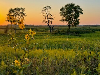 sunset in the field
