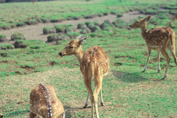 Female and male deer are in captivity
