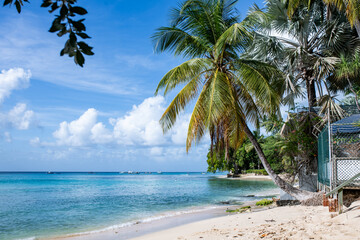Beach with coconut trees