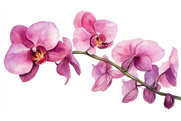 Fototapeta na wymiar Watercolor painting of pink orchid flowers.