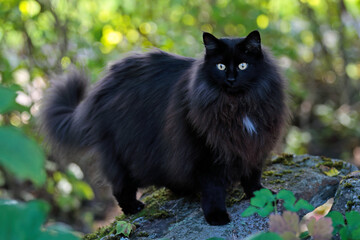 Black and beautiful Norwegian forest cat female standing on a stone in forest