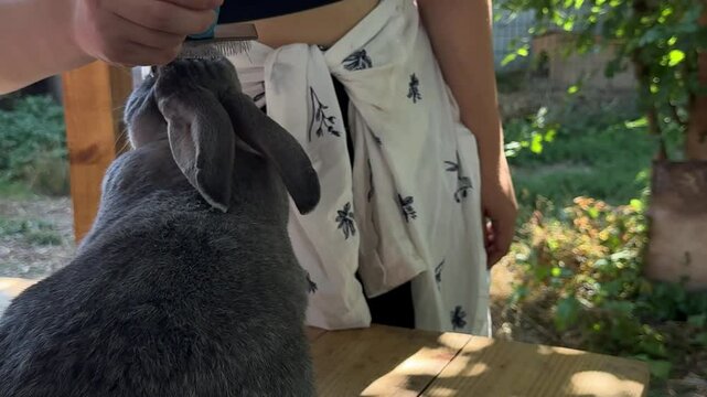 A peaceful moment of care and connection between human and animal. A grey rabbit sits on a wooden table while being groomed under the shade of trees.