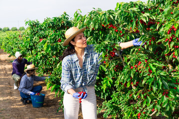 Positive asian female worker in straw hat picking ripe cherries from tree in the farm garden