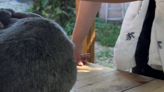 A peaceful moment of care and connection between human and animal. A grey rabbit sits on a wooden table while being groomed under the shade of trees.