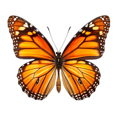 Fototapeta premium orange butterfly isolated on transparent background