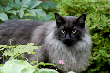 Black smoke colored Norwegian forest cat male sitting behind some plants in garden