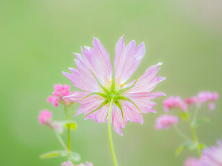 秋の公園や花壇を彩るコスモスのある風景。背景。自然風景素材。
