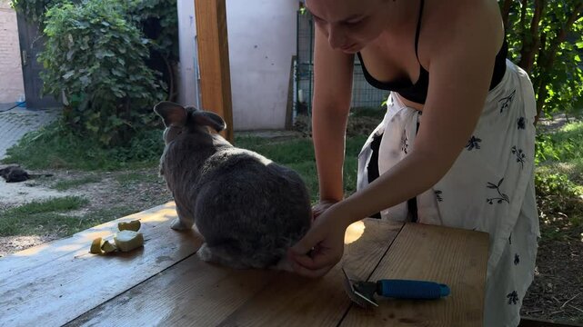 A peaceful moment of care and connection between human and animal. A grey rabbit sits on a wooden table while being groomed under the shade of trees.