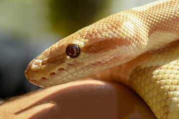 portrait of a yellow python snake close-up