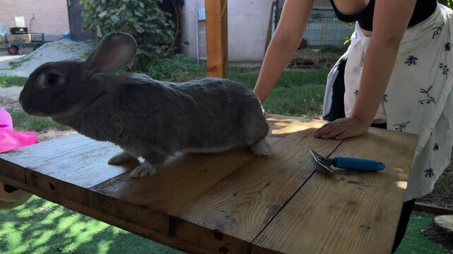 A peaceful moment of care and connection between human and animal. A grey rabbit sits on a wooden table while being groomed under the shade of trees.