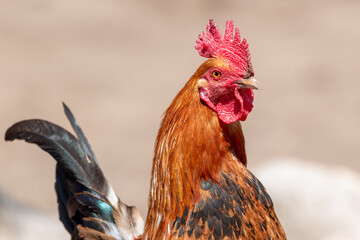 Gallo Chileno