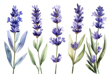 Fototapeta premium Watercolor illustration of five lavender sprigs with purple flowers and green leaves on a white background.