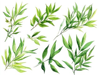 Fototapeta premium Watercolor illustration of green leaves isolated on white background.