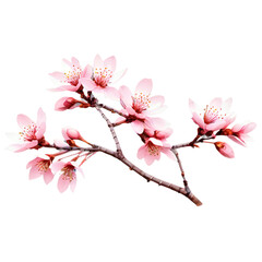 Delicate Cherry Blossom Branch Against a Dark Background A Stunning Display of Nature's Beauty in Floral Artistry