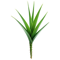 Obraz premium Exploring the Unique Beauty and Versatility of Aloe Vera Nature's Healing Plant and Its Many Uses