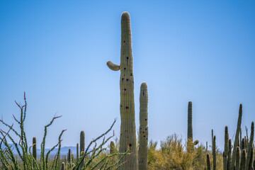 A long slender Saguaro Cactus in Organ Pipe Cactus NM, Arizona