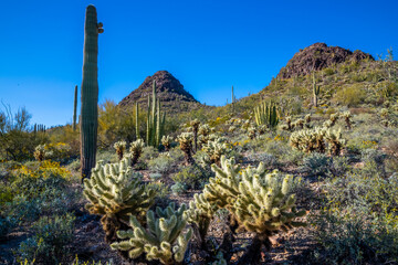 An overlooking view of Organ Pipe Cactus NM, Arizona