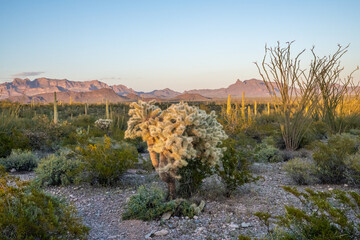 An overlooking view of Organ Pipe Cactus NM, Arizona