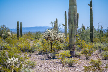 An overlooking view of Organ Pipe Cactus NM, Arizona