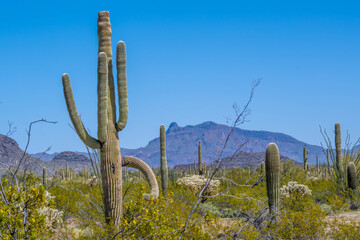 An overlooking view of Organ Pipe Cactus NM, Arizona