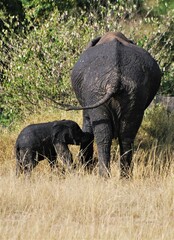 Obraz premium Baby elephant with adult elephant in their natural habitat 