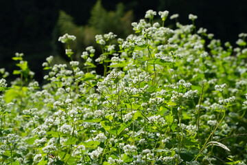 蕎麦畑の美しい瞬間
