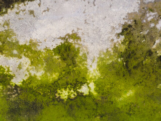 Section of the dirty concrete floor covered with mold and moss.