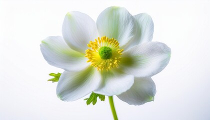 Fototapeta premium Anemone white on white background isolated. Beautiful flower.