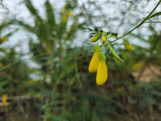 Egyptian riverhemp or Sesbania sesban in the garden at Mekong Delta Vietnam.