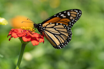 Close-up of Beautiful Monarch Butterfly on Orange Zinnia