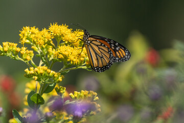 Close-up of Monarch Butterfly on Bright Yellow Goldenrod