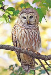 Barred Owl standing on a tree branch with yellow autumn colors background, Quebec, Canada