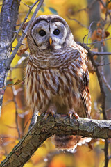 Barred Owl standing on a tree branch with yellow autumn colors background, Quebec, Canada