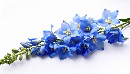 Fototapeta premium Delphinium on white background isolated. Beautiful flower.