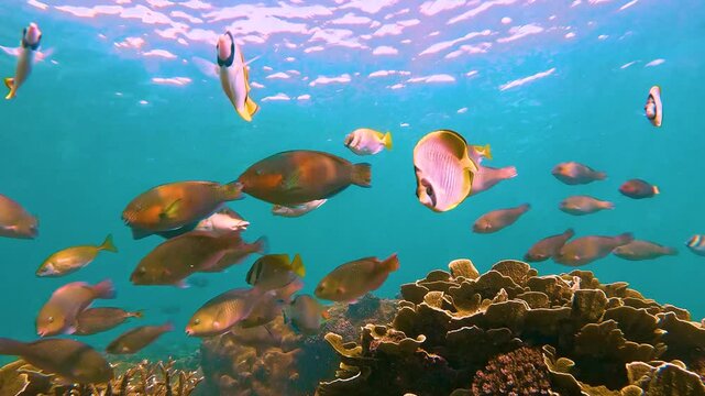 Various tropical fish feed in exotic warm underwater of the ocean among corals seaweed. School of color vibrant fish spawning and feeding shallow water, shoal, biocenosis reef atoll
