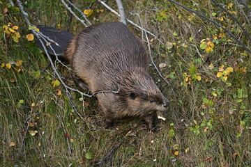 A Beaver carrying a cut tree, Beaver, nature, wildlife