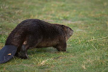 Beaver, Portrait