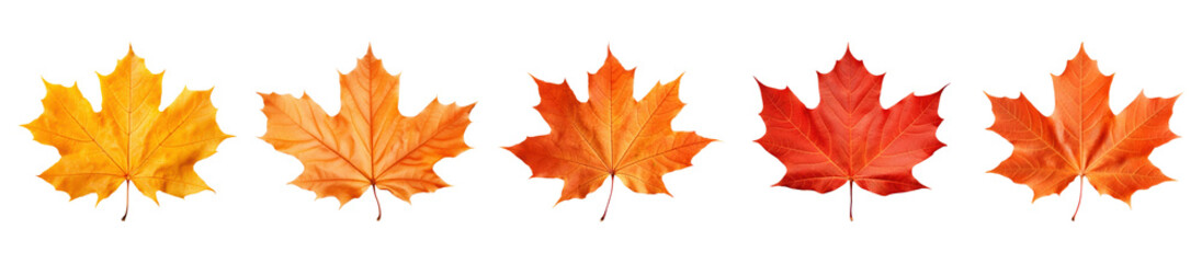 Obraz premium Autumn maple leaf png cut out element set