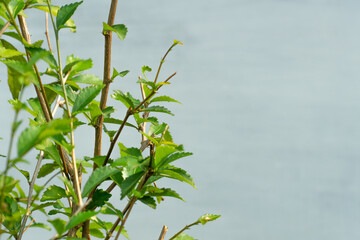 beautiful green leaves on a white background with shadows in a pot. Minimalist concept. Scandinavian style room interior. Close up view