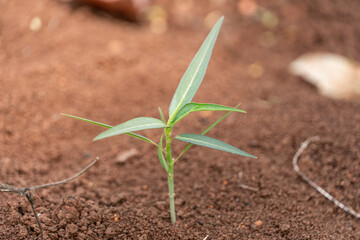 small plants that have just grown in a garden during the summer. small plants with new green leaves that have just grown