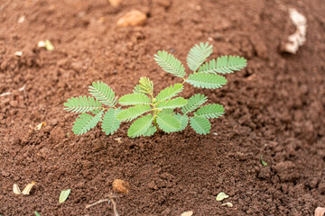 small plants that have just grown in a garden during the summer. small plants with new green leaves that have just grown