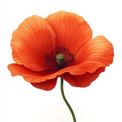 Vibrant Poppy Flower Illustration