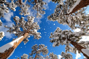 Winter banner showcasing snow-covered pine trees, with a soft blue sky and falling snowflakes