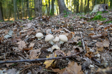 Lycoperdon perlatum, the common puffball, warted puffball, gem-studded puffball, wolf farts or the devil's snuff-box mushroom.