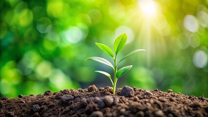 A single sprout emerges from the fertile soil, bathed in sunlight, symbolizing new life and growth against a backdrop of vibrant green foliage.