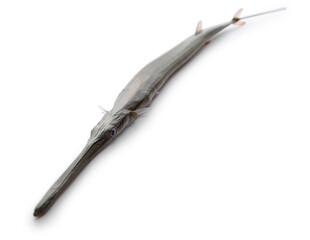 Cornetfish isolatede on white background