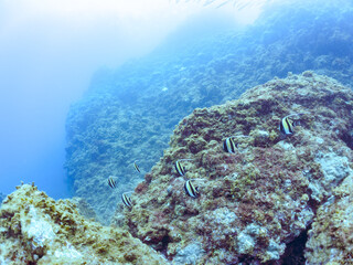 美しいツノダシ（ツノダシ科）の群れ。
英名、学名：Moorish Idol (Zanclus...